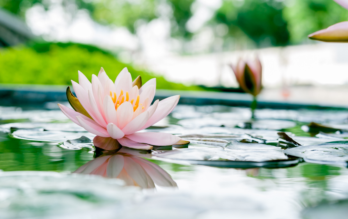 Beautiful pink lotus flower in pond