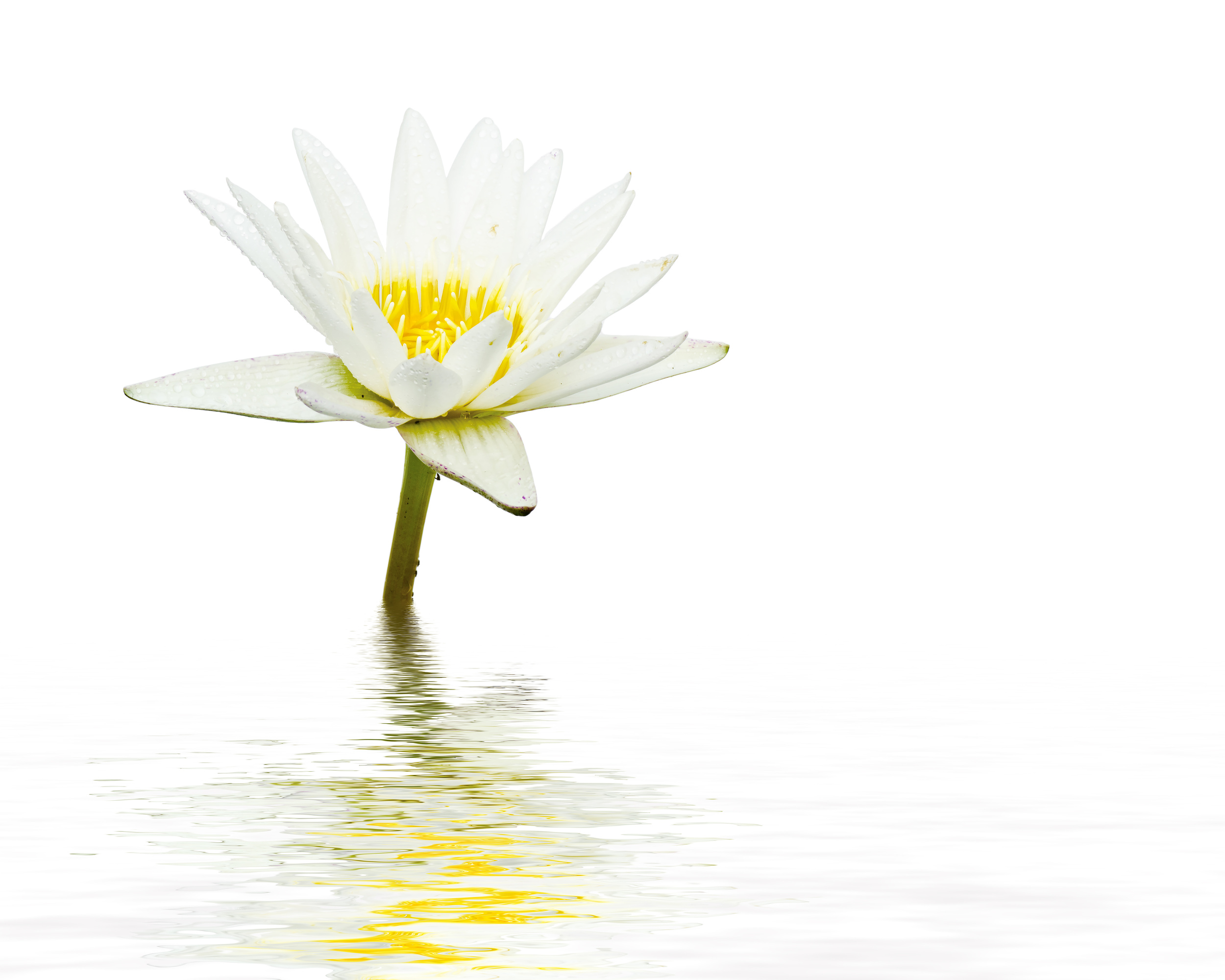 White lotus flower