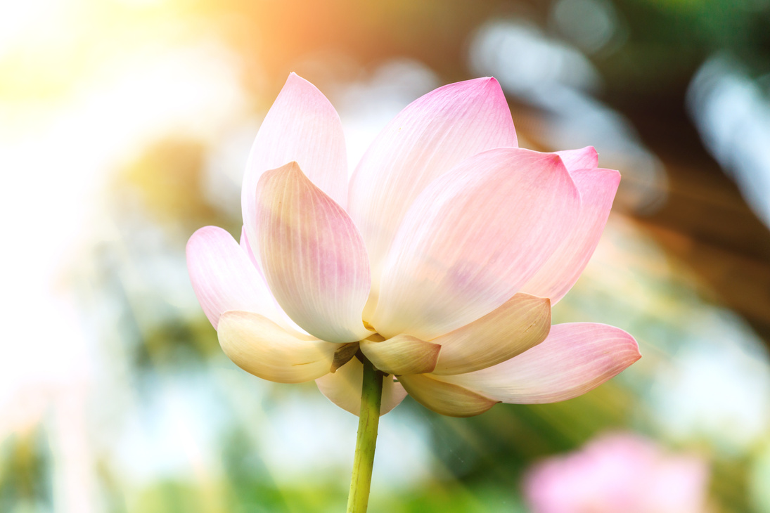 Lotus flower and Lotus flower plants