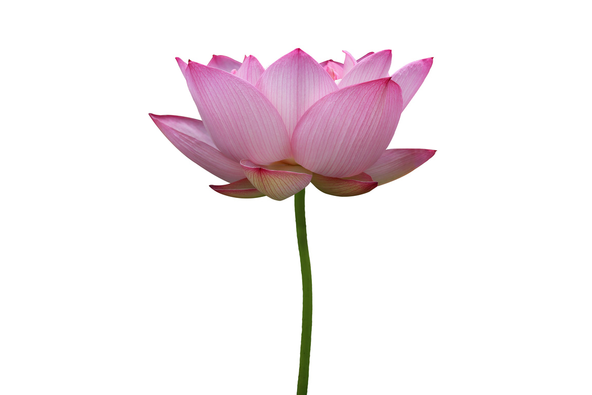 Lotus flower