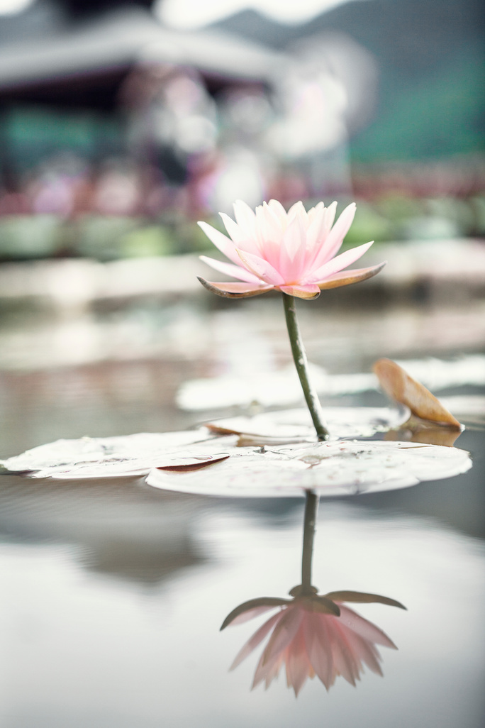 Pink Flower