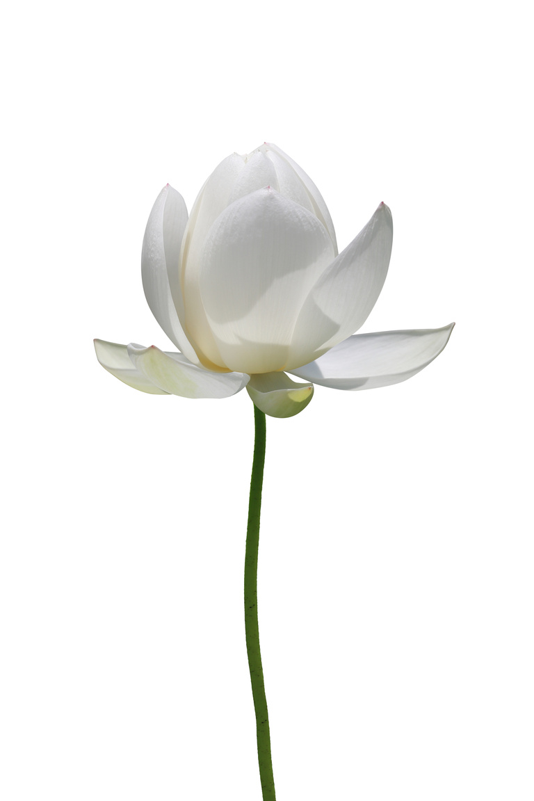 Lotus flower