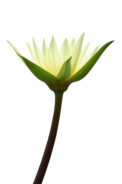 Yellow Lotus