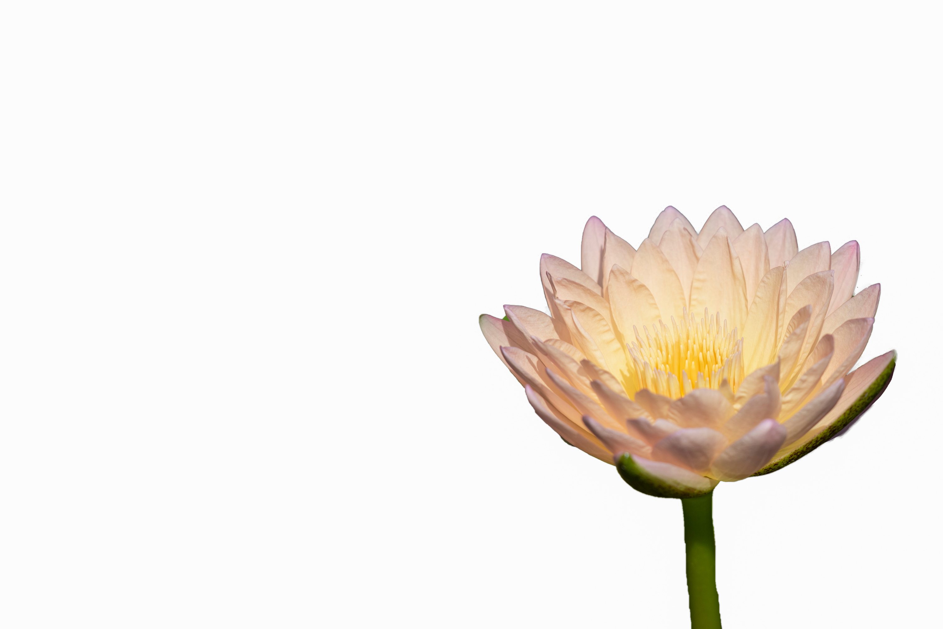 lotus