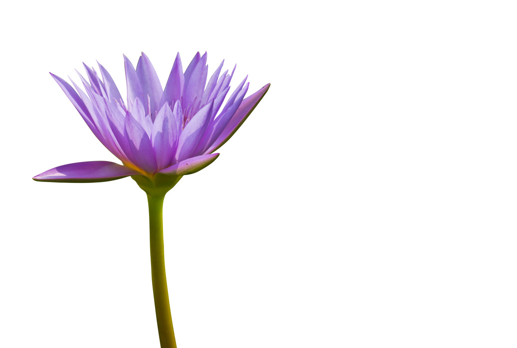 Purple lotus